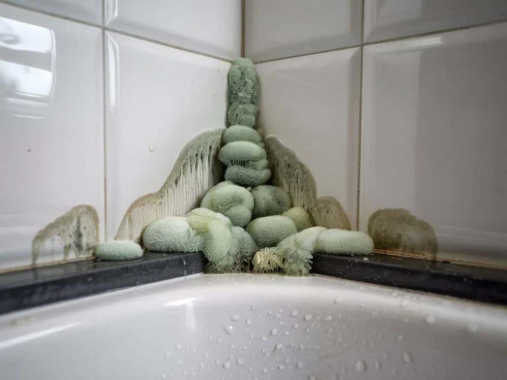 Skuteczne sposoby na zabezpieczenie fug pod prysznicem przed pleśnią