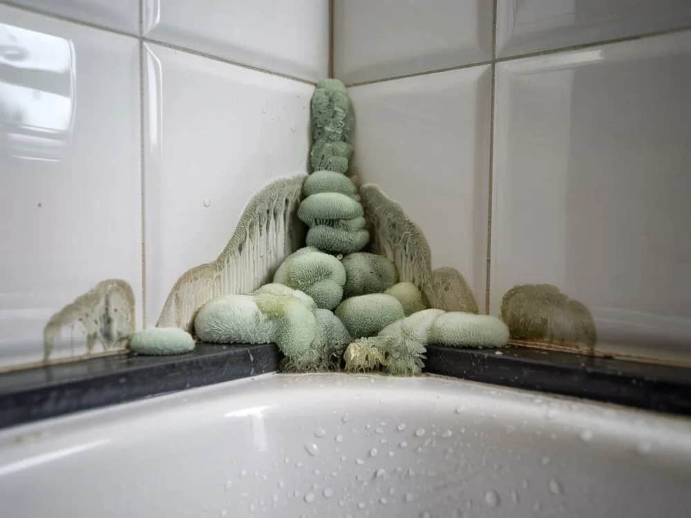 Skuteczne sposoby na zabezpieczenie fug pod prysznicem przed pleśnią